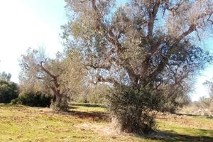 Terreno con ulivi 12000 m 2
