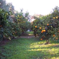 Terreno agricolo SUD SARDEGNA con pozzi e agrumeto