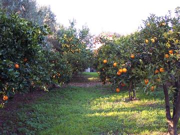 Terreno agricolo SUD SARDEGNA con pozzi e agrumeto