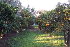 Terreno agricolo SUD SARDEGNA con pozzi e agrumeto