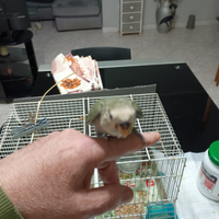 Inseparabile allevato a mano