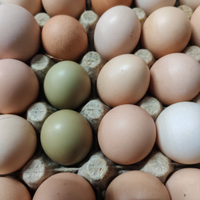 Galline
