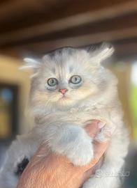 British longhair