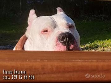 Cuccioli Dogo Argentino