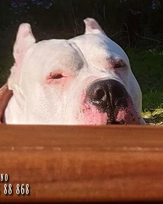 Cuccioli Dogo Argentino