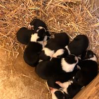 Cuccioli border collie