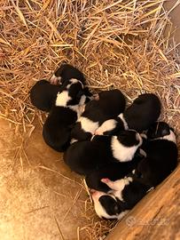 Cuccioli border collie