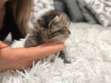 British shorthair tabby