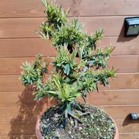 Prebonsai Pyracantha