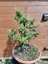 Prebonsai Pyracantha