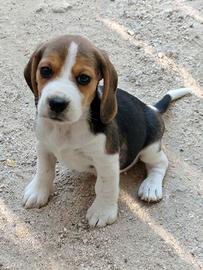Beagle cuccioli