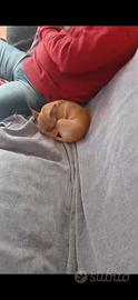 Chihuahua dolcissimi