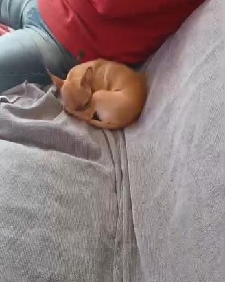 Chihuahua dolcissimi