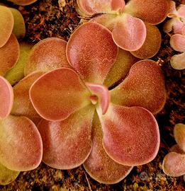 Poanta Carnivora  Punguicula weser