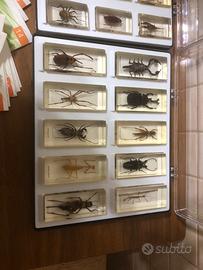 Collezione insetti in resina