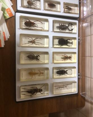 Collezione insetti in resina
