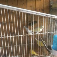 Canarini, cocorite, Calopsite