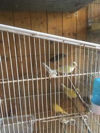 Canarini, cocorite, Calopsite