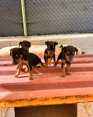 Cuccioli di dobermann femmine
