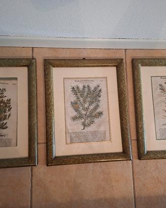 Stampe botaniche antiche