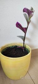 tradescanthia o erba miseria