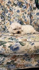 Cucciolotti