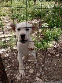 Cuccioli da tartufo