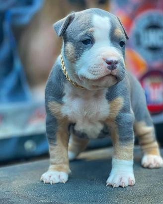 American pitbull terrier ukc