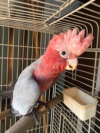 Cacatua roseicapilla allevato a mano