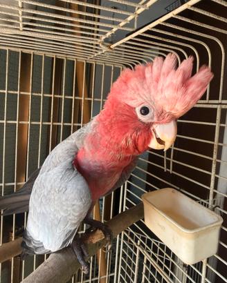 Cacatua roseicapilla allevato a mano