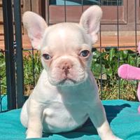Cuccioli di bouledogue esotici