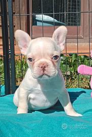 Cuccioli di bouledogue esotici