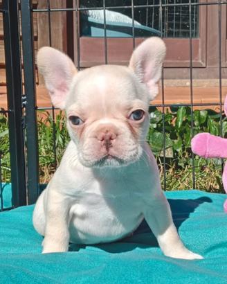 Cuccioli di bouledogue esotici