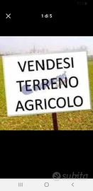 Terreno agricolo 7000 mq certaldo via piano sott