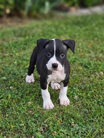 American pitbull terrier