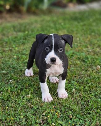 American pitbull terrier