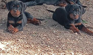 Cucciole Rottweiler