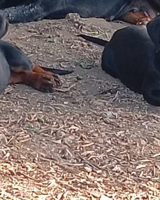 Cucciole Rottweiler