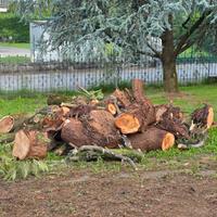 Legna in cambio della rimozione ceppi