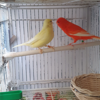 Rossi