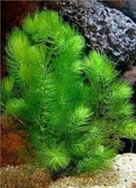 Ceratophyllum,lemna,vallisneria,guppy,molly,platy