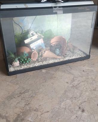 Acquario