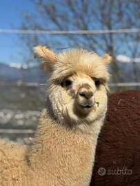 Femmina di Alpaca
