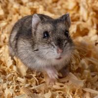 Criceti russi nani - cuccioli sani e docili