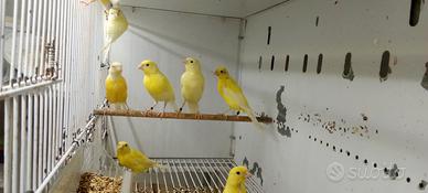 Canarini gialli e bianchi