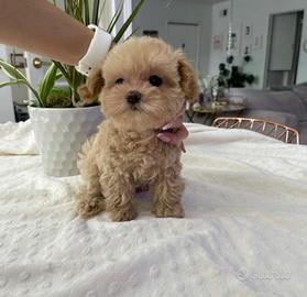 Maltipoo cuccioli