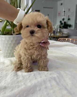 Maltipoo cuccioli
