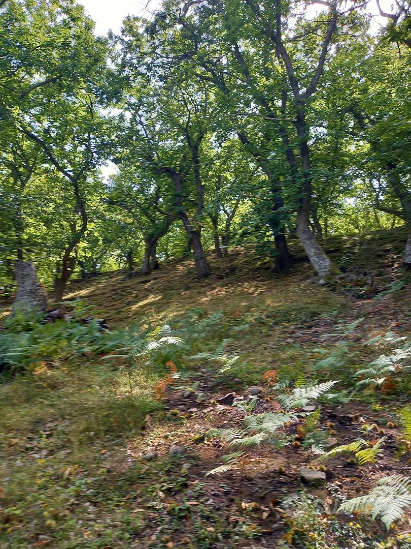 Castagneto da frutto - Vista 5