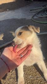 Cuccioli di cane