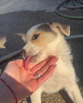 Cuccioli di cane